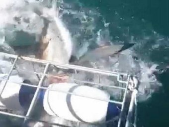 В ЮАР гигантская белая акула напала на туристов во время "дайвинга в клетках"