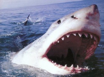 Известный режиссер погиб в пасти акулы