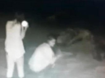 Туристки избили тюленей на пляже ради фотосессии