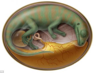 В Китае нашли кладбище древнейших эмбрионов динозавров