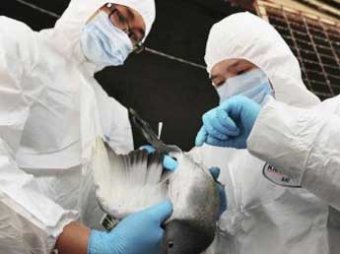 Новая волна птичьего гриппа: в Китае от него умерло 9 человек