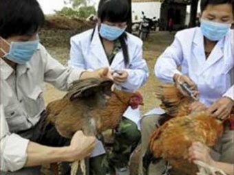 Китайские ученые выяснили происхождение вируса птичьего гриппа