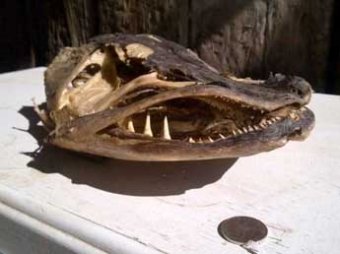 В Англии фермер нашел на берегу реки страшный череп с 700 зубами