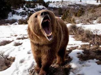 На Камчатке появились медведи-некроканнибалы