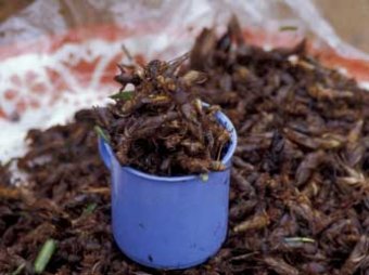ООН предлагает голодающим землянам есть насекомых