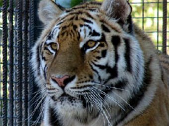 В Великобритании тигр растерзал сотрудницу зоопарка