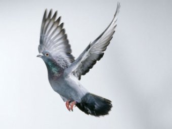 В Бельгии самый быстрый голубь ушёл с молотка за рекордные  тыс