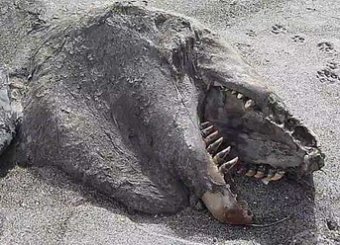 В Новой Зеландии на пляж выбросило неизвестное существо, похожее на динозавра