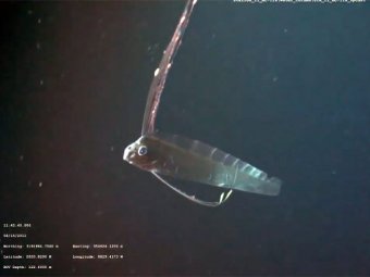 Ученые впервые засняли на видео гигантского «морского змея»