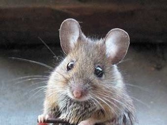 В Японии ученые клонировали мышь из одной капли крови