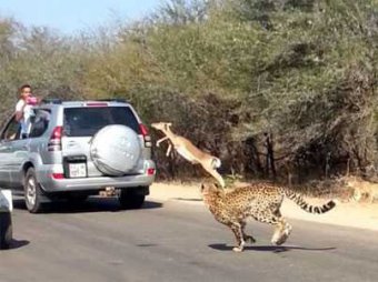 В Южной Африке антилопа скрылась от гепардов… на автомобиле