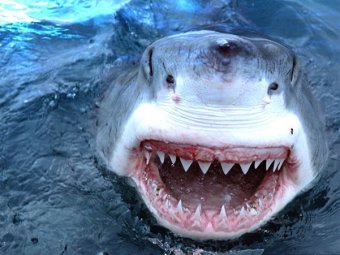 Во Франции акула перекусила 15-летнюю девушку пополам