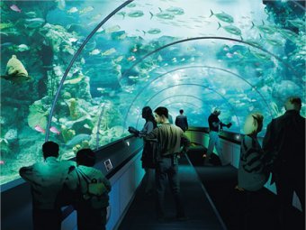 В Питере появятся гигантский океанариум и Диснейленд за 15 млрд руб