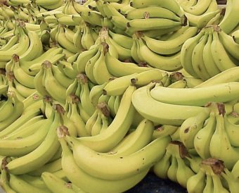 На подмосковной овощебазе нашли центнер кокаина в грузовике с бананами