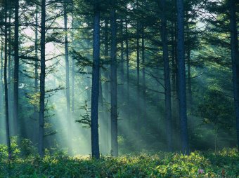Учёные в замешательстве: в лесу обнаружена группа деревьев в форме свастики