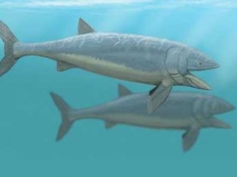 Ученые измерили длину самой большой рыбы в истории Земли