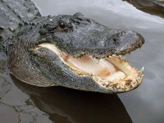 В Тайланде крокодил чуть не откусил голову дрессировщику во время представления