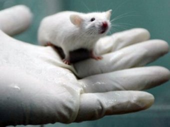 Американские ученые впервые вживили в мозг мышам искусственные воспоминания