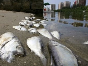 В Бразилии вся рыба погибла в озере рядом с олимпийской стройкой