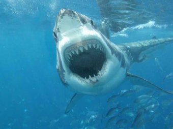 На Гавайях акула откусила руку 20-летней туристке из Германии