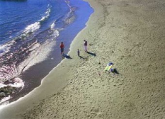 На пляже в Испании найден загадочный монстр с рогами