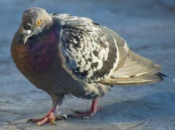 В Москве начали массово болеть и умирать голуби
