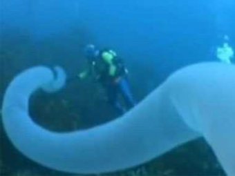 Дайверам удалось заснять редчайшего "морского единорога"