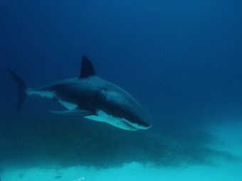 На Гавайях скончалась немецкая туристка, которой акула откусила руку