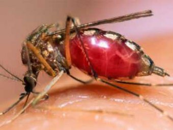 Учёные засняли укус малярийного комара во всех подробностях