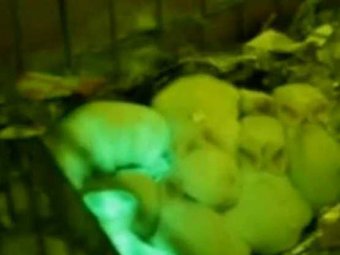 Генетики вывели кроликов, которые светятся в темноте