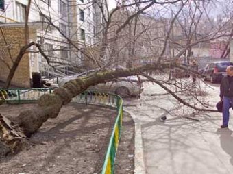 На юге Москвы упавшим деревом убило женщину и ранило двоих