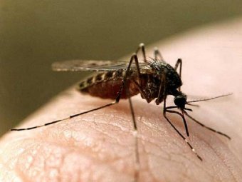 Американские учёные сделали человека "невидимым" для комаров