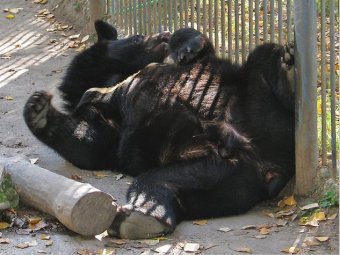 В Приморье "храбрые" полицейские восьмым выстрелом убили гималайского медвежонка