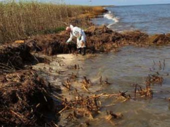 Из-за загрязнения водоемов в США массово стали появляться ядовитые растения