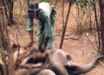 В Зимбабве браконьеры отравили 81 слона ради бивней