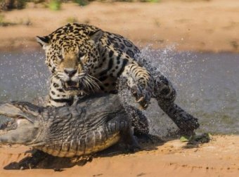 Охоту ягуара на крокодила за сутки посмотрели 10 млн человек