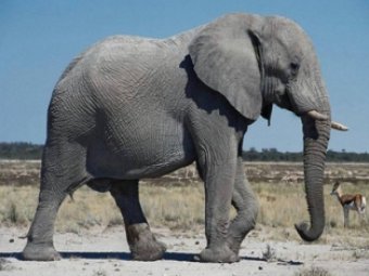 В Танзании слон растоптал преподавателя из США