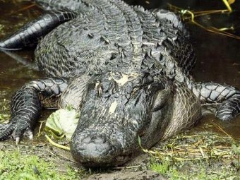 В Миссисипи поймали аллигатора-рекордсмена весом 330 кг