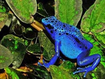 В джунглях Латинской Америки ученые обнаружили 60 новых видов животных