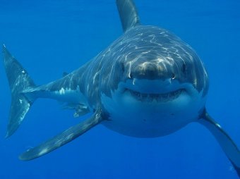 На Гавайях серфер "набил морду" акуле