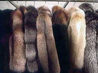 В Москве таможенники прикрыли зарегистрированный на уголовников "меховой бизнес"