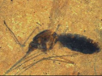 Ученые нашли кровь, высосанную комаром 46 миллионов лет назад
