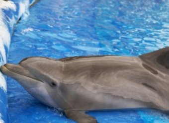 Дельфин станет участником эстафеты олимпийского огня
