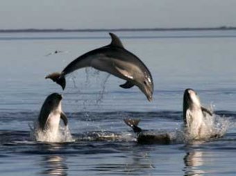 Более 750 дельфинов массово выбросились на побережье в США