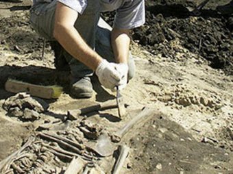 Учёные нашли уникальные останки древних животных под Тобольском