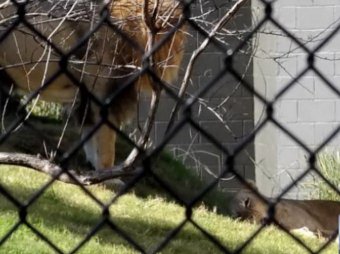 Лев растерзал львицу на глазах у посетителей зоопарка