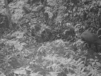 Во Вьетнаме впервые за 15 лет засняли редкое млекопитающее