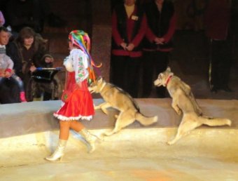 СМИ: в самарском цирке волк покусал зрителя