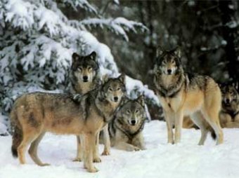 Ученые: волки способны учиться у людей