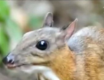Ученые сумели заснять редчайшего мышиного оленя